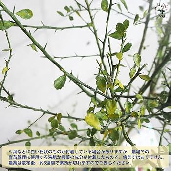 Amazon.co.jp: ITANSE フィンガーライム パープルブリス 6